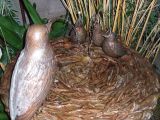 momma and baby birds