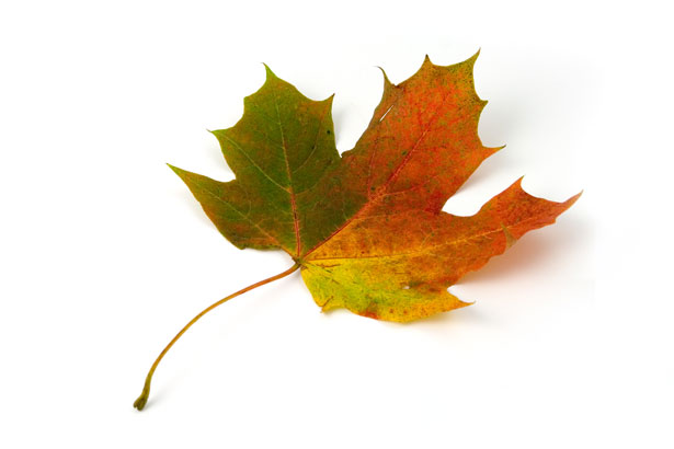 leaf